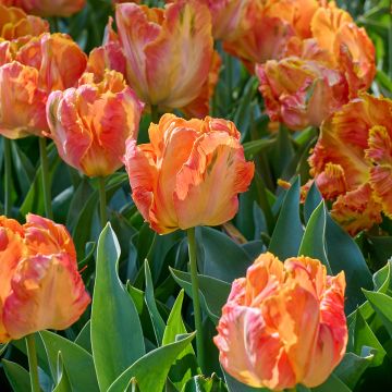 Tulipano Pappagallo Professor Röntgen