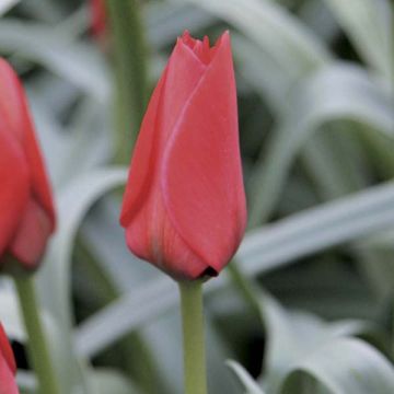 Tulipano batalinii Red Hunter - Tulipano botanico