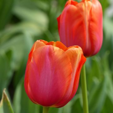 Tulipano Avignon