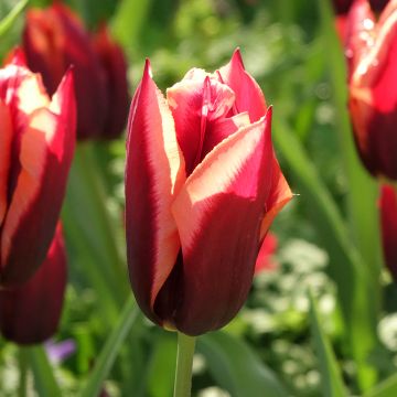 Tulipano Trionfo Muvota