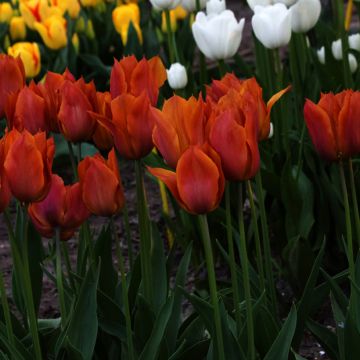 Tulipano Trionfo Request