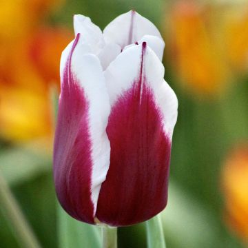 Tulipano Trionfo Spitsbergen