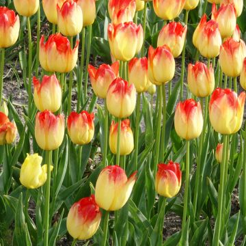 Tulipano Trionfo Suncatcher