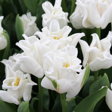 Tulipano Trionfo White Liberstar