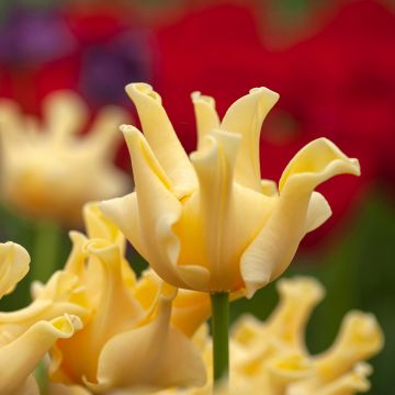 Tulipano Trionfo Yellow Crown