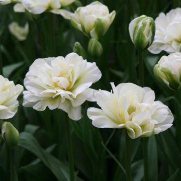 Tulipano White Touch