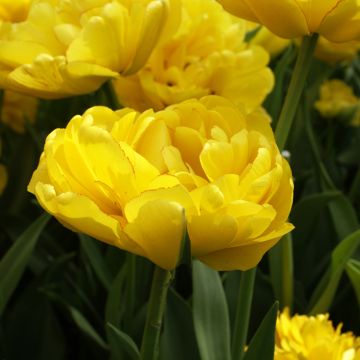 Tulipano Doppio Tardivo Yellow Pomponette