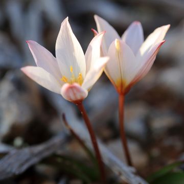 Tulipano cretica Hilde - Tulipano botanico