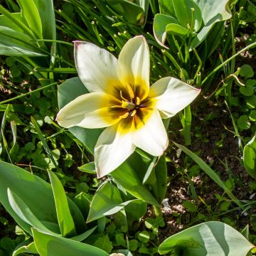 Tulipano greigii Albion Star