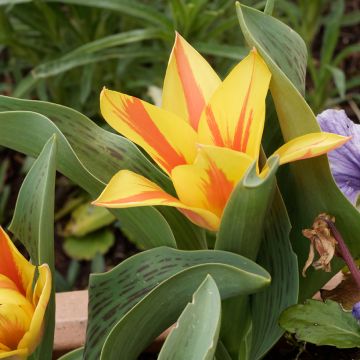 Tulipano greigii Winnipeg