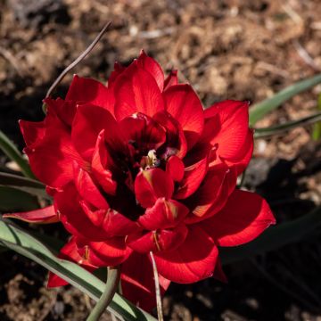 Tulipano humilis double Samantha - Tulipano botanico