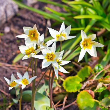 Tulipano turkestanica - Tulipano selvatico