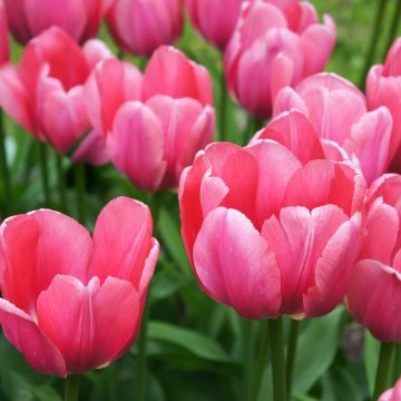 Tulipano Pink Impression