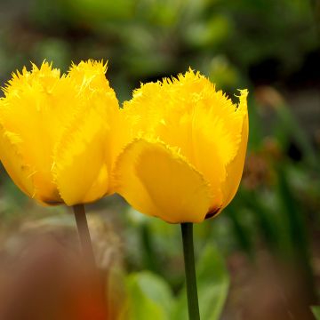 Tulipano sfrangiato Maja
