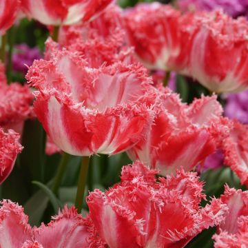 Tulipano sfrangiato Néglige
