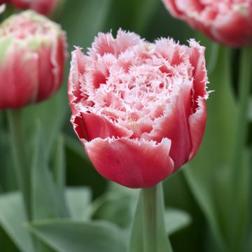 Tulipano sfrangiato Brest