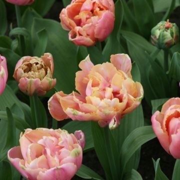 Tulipano Pink Star