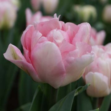 Tulipano Foxtrot