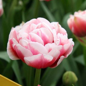 Tulipano Gerbrandt Kieft