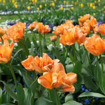 Tulipano Doppio Precoce Disneyland Paris