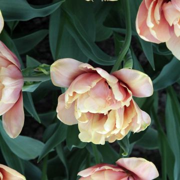 Tulipano La Belle Epoque