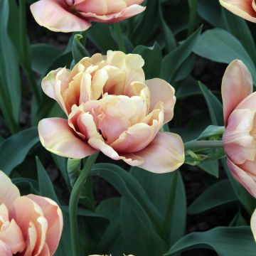 Tulipano La Belle Epoque