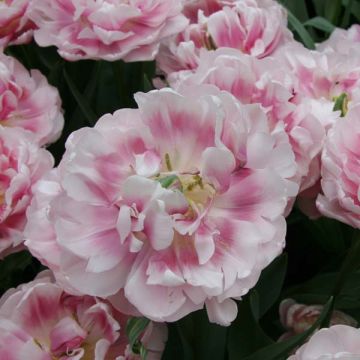 Tulipano Melrose