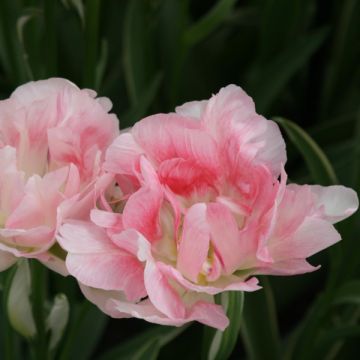 Tulipano Annelinde