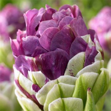Tulipano Exquisit