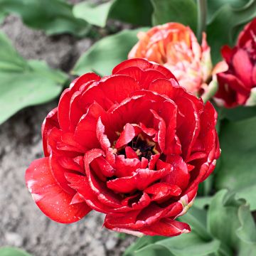 Tulipano Gudoshnik Double