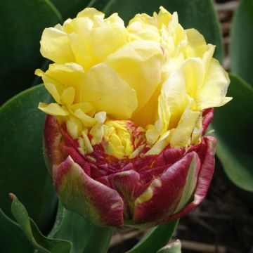 Tulipano Doppio Tardivo Ice cream Banana Tulipano Doppio Tardivo Ice cream Banana