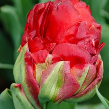Tulipano Doppio Tardivo Ice cream Strawberry