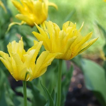 Tulipano Giglio Yellow Spider