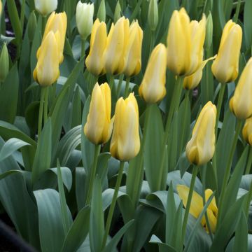 Tulipano Fosteriana Partitura