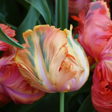 Tulipano Pappagallo Avignon Parrot