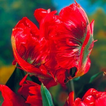 Tulipano Pappagallo Holland Happening