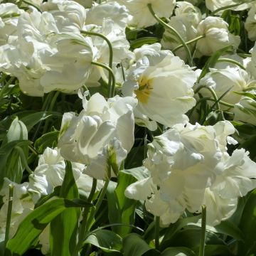 Tulipano Pappagallo Madonna