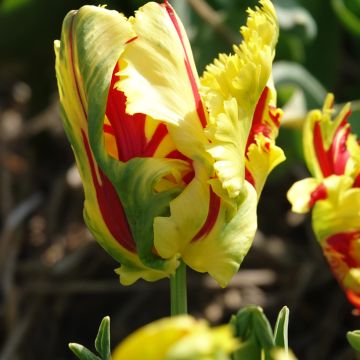Tulipano Pappagallo Texas Flame