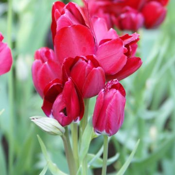 Tulipano Multiflora Fiery Club