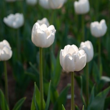 Tulipano Angels Wish