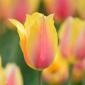 Tulipano Blushing Beauty