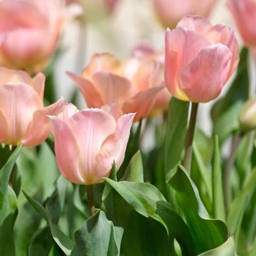 Tulipano Stunning Apricot