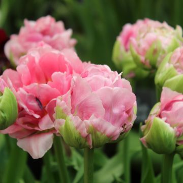 Tulipano Double Arosa