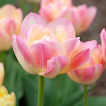 Tulipano Doppio Tardivo Crème Up Star