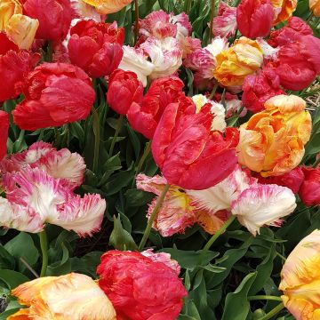 Tulipano Pappagallo Mix