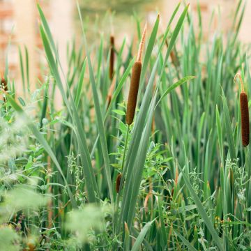 Typha angustifolia - Lisca a foglie strette