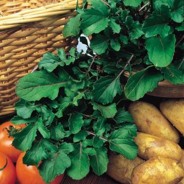 Rucola di giardino