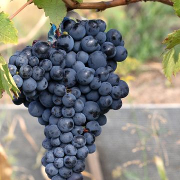 Vite Albarossa