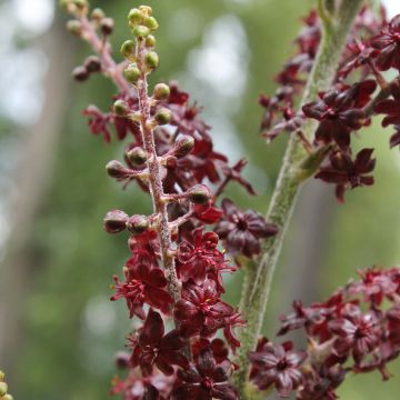 Veratrum nigrum - Veratro nero