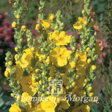 Verbascum Banana Custard - Verbasco
